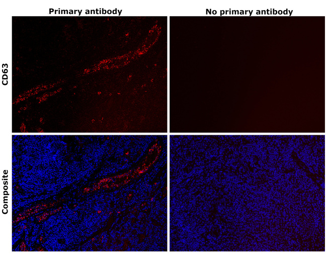 CD63 Antibody in Immunohistochemistry (Paraffin) (IHC (P))