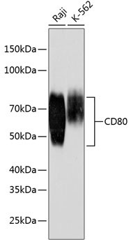 CD80 Antibody in Western Blot (WB)