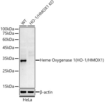 HMOX1 Antibody in Western Blot (WB)