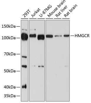 HMGCR Antibody in Western Blot (WB)