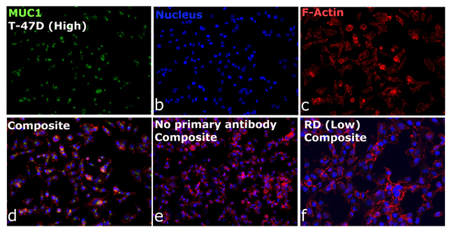 MUC1 Antibody in Immunocytochemistry (ICC/IF)