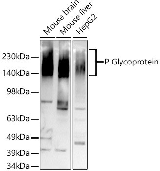 P glycoprotein Antibody in Western Blot (WB)