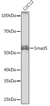 SMAD5 Antibody in Western Blot (WB)