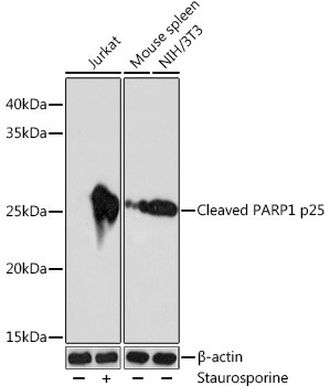 PARP1 (cleaved Asp214) Antibody in Western Blot (WB)