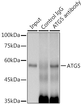 ATG5 Antibody in Immunoprecipitation (IP)