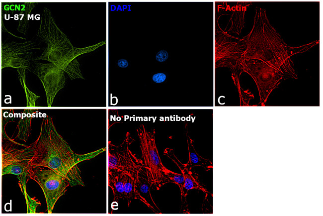 GCN2 Antibody in Immunocytochemistry (ICC/IF)
