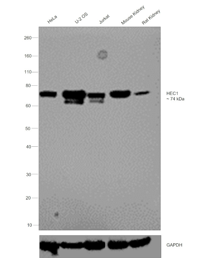 HEC1 Antibody in Western Blot (WB)