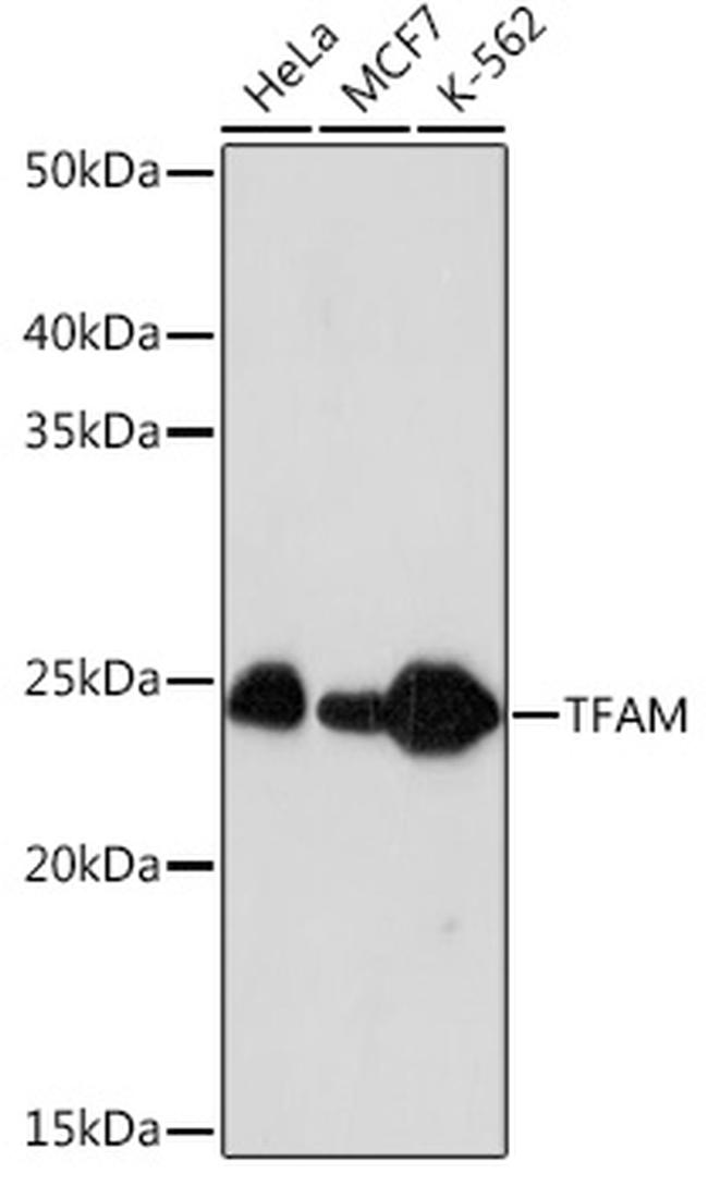 TFAM Antibody in Western Blot (WB)