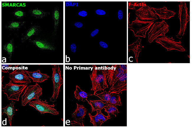 SMARCA5 Antibody in Immunocytochemistry (ICC/IF)
