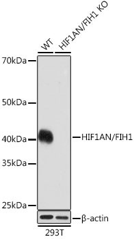 HIF1AN Antibody in Western Blot (WB)