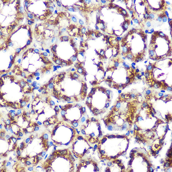 NCF2 Antibody in Immunohistochemistry (Paraffin) (IHC (P))