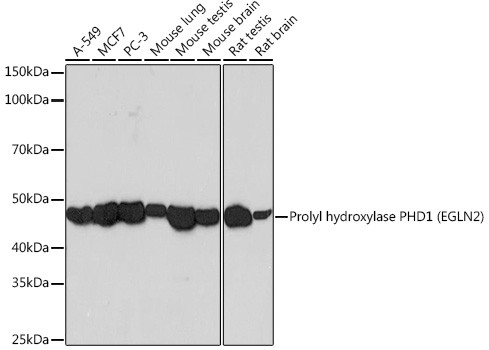 PHD1 Antibody in Western Blot (WB)