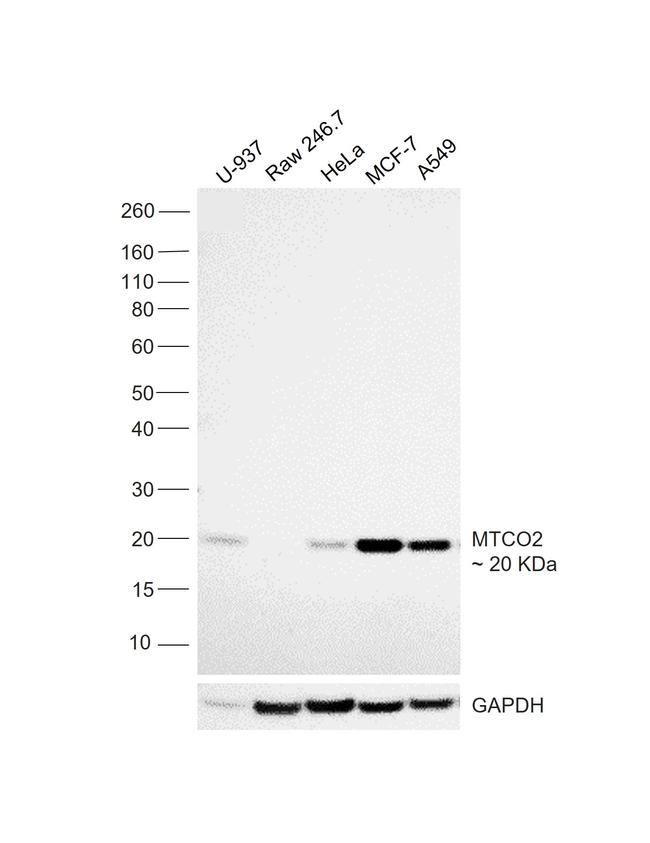 MTCO2 Antibody in Western Blot (WB)