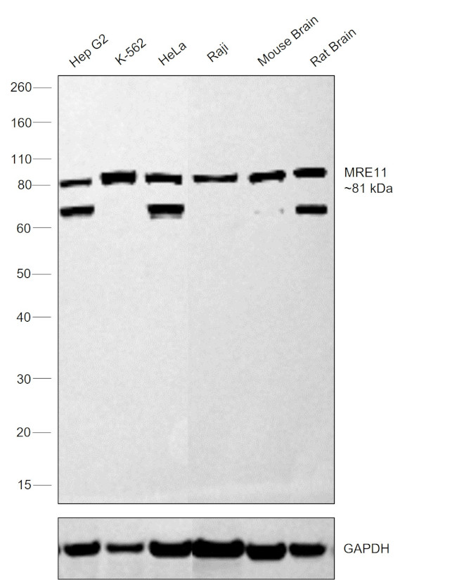 MRE11 Antibody in Western Blot (WB)