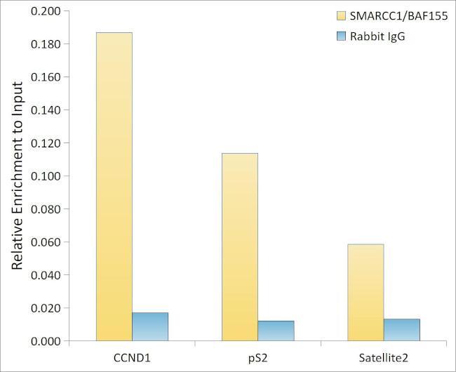 SMARCC1 Antibody in ChIP Assay (ChIP)