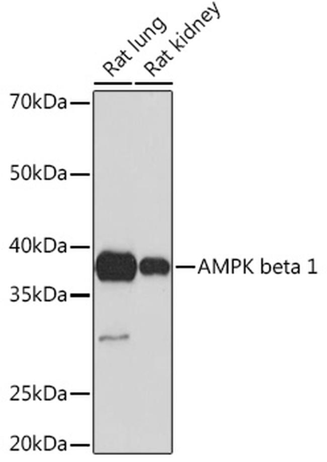 AMPK beta-1 Antibody in Western Blot (WB)