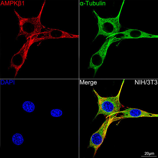 AMPK beta-1 Antibody in Immunocytochemistry (ICC/IF)