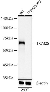 TRIM25 Antibody in Western Blot (WB)
