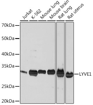 LYVE1 Antibody in Western Blot (WB)