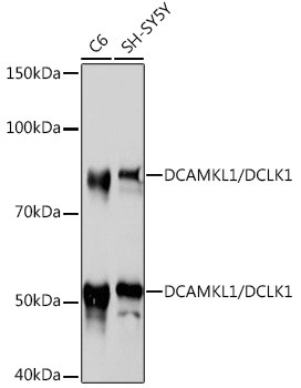 DCLK1 Antibody in Western Blot (WB)