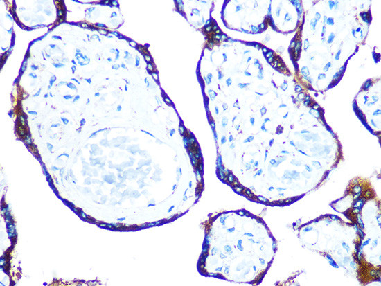 ERp57 Antibody in Immunohistochemistry (Paraffin) (IHC (P))