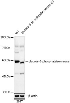 GPI Antibody in Western Blot (WB)