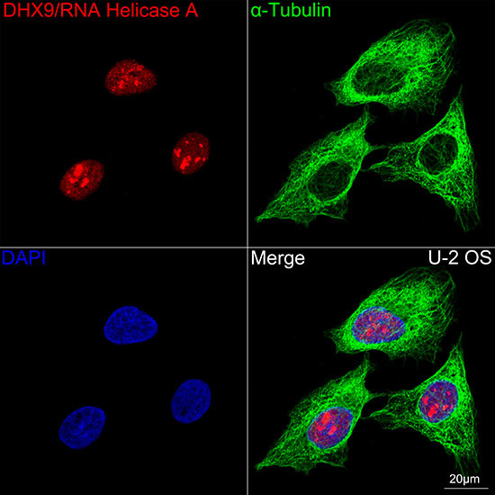 DHX9 Antibody in Immunocytochemistry (ICC/IF)