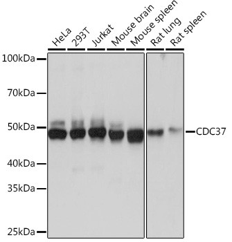 CDC37 Antibody in Western Blot (WB)