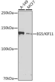 KIF11 Antibody in Western Blot (WB)