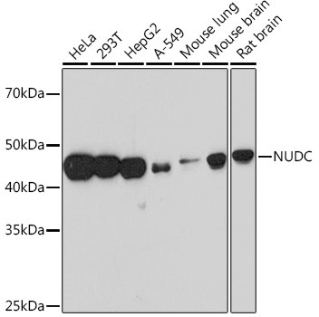 NUDC Antibody in Western Blot (WB)