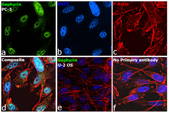 Gephyrin Antibody in Immunocytochemistry (ICC/IF)