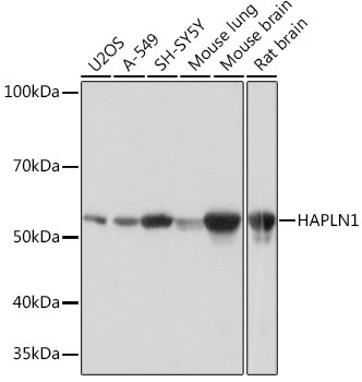HAPLN1 Antibody in Western Blot (WB)