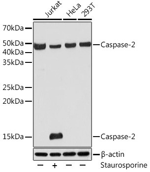 Caspase 2 Precursor Antibody in Western Blot (WB)
