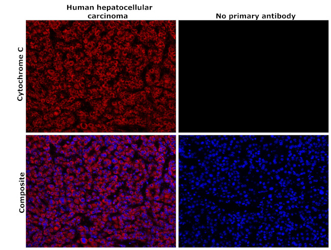Cytochrome C Antibody in Immunohistochemistry (Paraffin) (IHC (P))