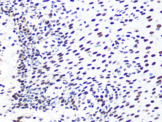DDB1 Antibody in Immunohistochemistry (Paraffin) (IHC (P))