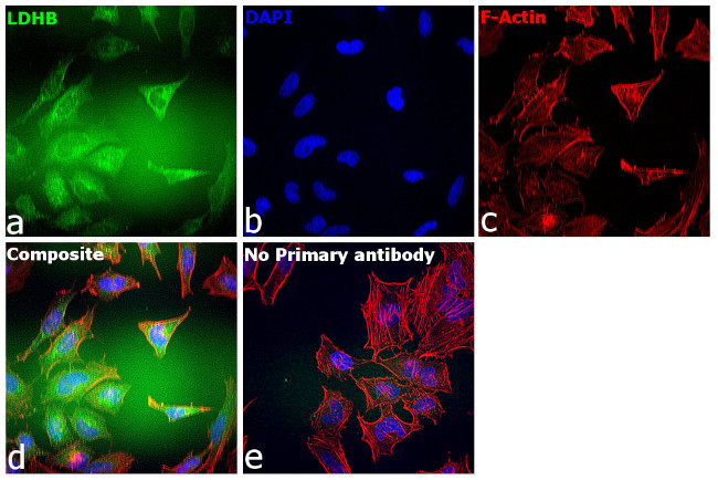 LDHB Antibody in Immunocytochemistry (ICC/IF)