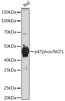 p47phox Antibody in Western Blot (WB)