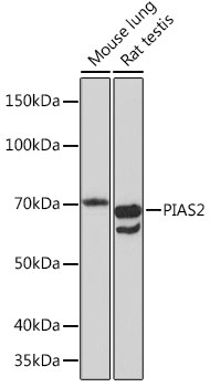 PIAS2 Antibody in Western Blot (WB)