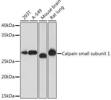 Calpain S1 Antibody in Western Blot (WB)
