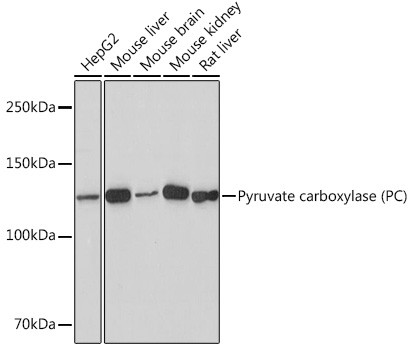 Pyruvate Carboxylase Antibody in Western Blot (WB)