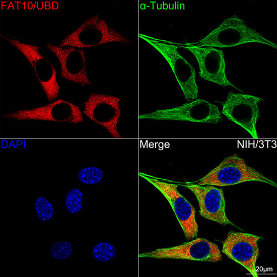 UBD Antibody in Immunocytochemistry (ICC/IF)