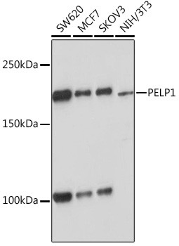 MNAR Antibody in Western Blot (WB)