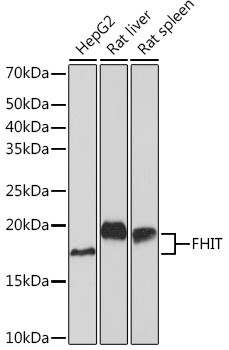 FHIT Antibody in Western Blot (WB)
