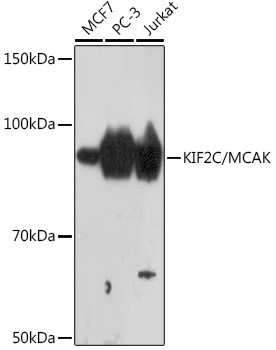 MCAK Antibody in Western Blot (WB)