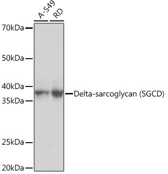 SGCD Antibody in Western Blot (WB)