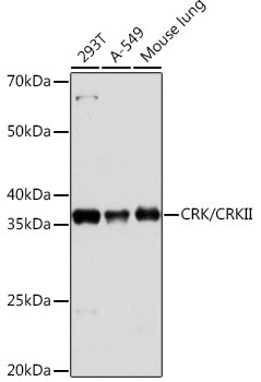 Crk Antibody in Western Blot (WB)