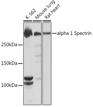 Spectrin alpha-1 Antibody in Western Blot (WB)