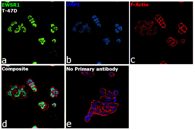 EWSR1 Antibody in Immunocytochemistry (ICC/IF)