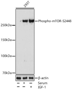 Phospho-mTOR (Ser2448) Antibody in Western Blot (WB)