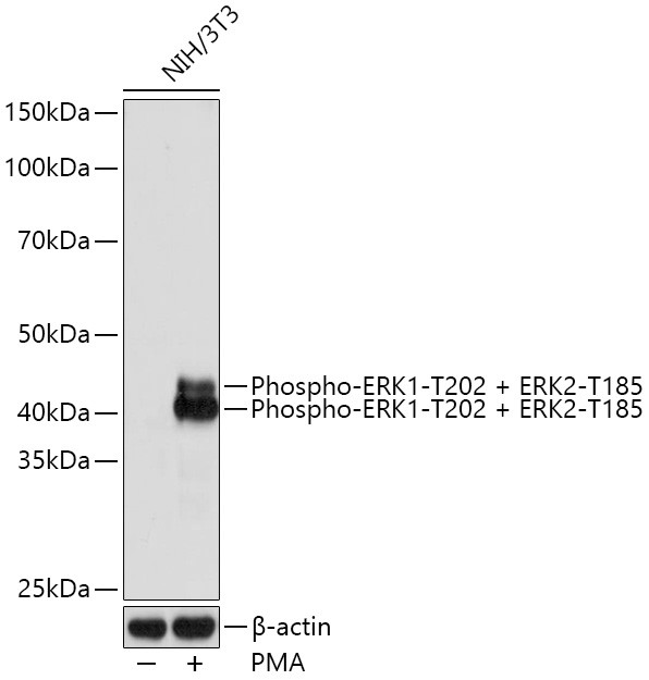 Phospho-ERK1/ERK2 (Thr202,Thr185) Antibody in Western Blot (WB)